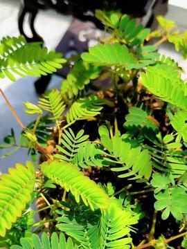 含羞草在在線視頻,在線視頻帶你探索植物界的神奇現(xiàn)象